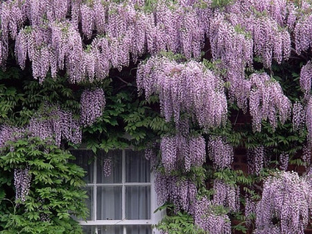 Глициния обильноцветущая Блэк Дракон / Wisteria floribunda