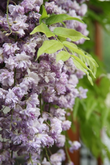 Глициния обильноцветущая Блэк Дракон / Wisteria floribunda