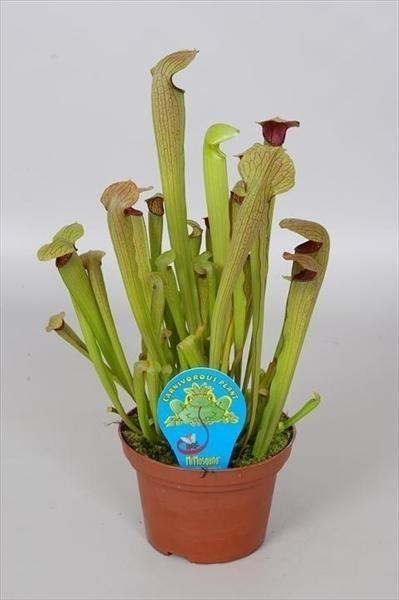 Саррацения (Sarracenia) Растение хищник - насекомоядное растение