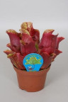 Саррацения (Sarracenia) Растение хищник - насекомоядное растение