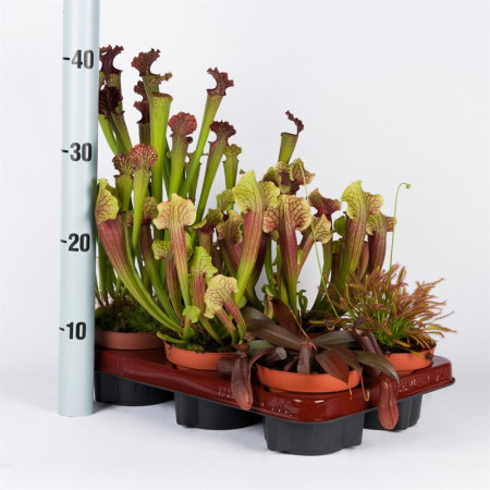 Саррацения (Sarracenia) Растение хищник - насекомоядное растение