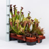 Саррацения (Sarracenia) Растение хищник - насекомоядное растение