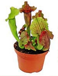 Саррацения (Sarracenia) Растение хищник - насекомоядное растение - Саррацения (Sarracenia) Растение хищник - насекомоядное растение