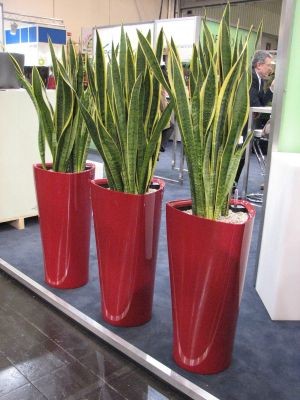 Сансевиерия: выносливое растение для украшения интерьера