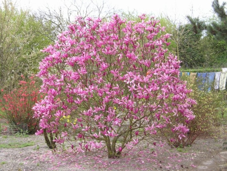 Магнолия Сьюзан Magnolia Susa 