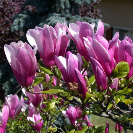 Магнолия Сьюзан Magnolia Susa 