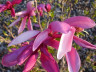 Магнолия Сьюзан Magnolia Susa 