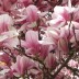 Магнолия Суланжа (Magnolia soulangeana)  - Магнолия Суланжа (Magnolia soulangeana) 