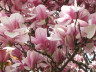 Магнолия Суланжа (Magnolia soulangeana) 