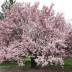 Магнолия Суланжа (Magnolia soulangeana)  - Магнолия Суланжа (Magnolia soulangeana) 