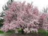 Магнолия Суланжа (Magnolia soulangeana) 
