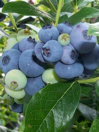 Vaccinium Corymbosum