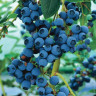 Vaccinium Corymbosum