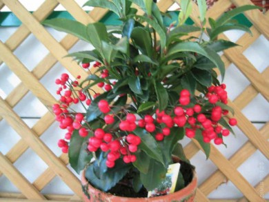 Ардизия Ardisia crenata - Ардизия Ardisia crenata