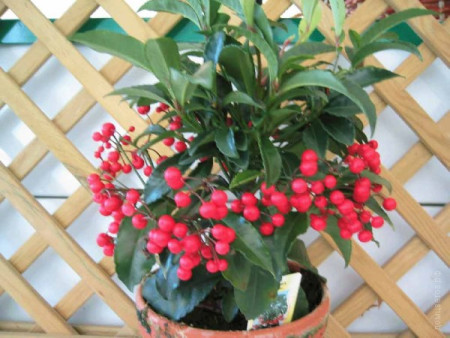 Ардизия Ardisia crenata