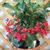 Ардизия Ardisia crenata - Ардизия Ardisia crenata