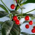 Ардизия Ardisia crenata - Ардизия Ardisia crenata