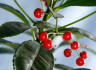 Ардизия Ardisia crenata