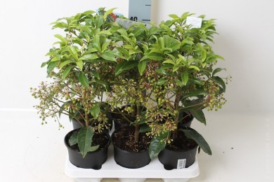 Ардизия Ardisia crenata - Ардизия Ardisia crenata