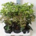 Ардизия Ardisia crenata - Ардизия Ardisia crenata