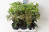 Ардизия Ardisia crenata