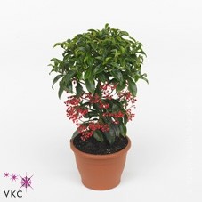 Ардизия Ardisia crenata - Ардизия Ardisia crenata