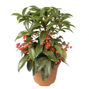 Ардизия Ardisia crenata - Ардизия Ardisia crenata