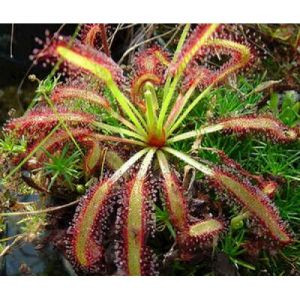 Росянка капская мувхоловка Drosera capensis