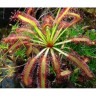 Росянка капская мувхоловка Drosera capensis