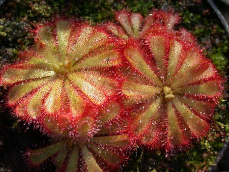 Росянка капская мувхоловка Drosera capensis
