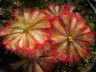 Росянка капская мувхоловка Drosera capensis
