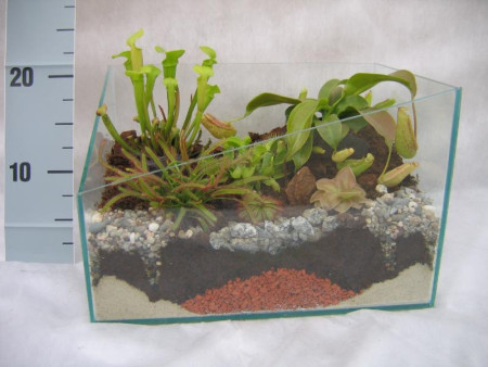 Росянка капская мувхоловка Drosera capensis