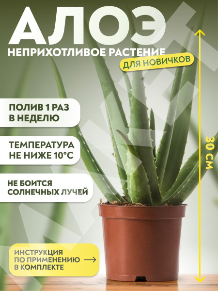 Лечебное растение Алоэ Вера