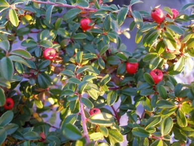 Кизильник гибридный Cotoneaster suecicus 'Coral Beauty - Кизильник гибридный Cotoneaster suecicus 'Coral Beauty