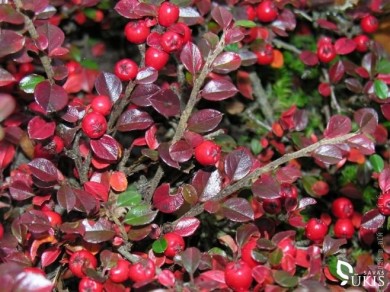 Кизильник гибридный Cotoneaster suecicus 'Coral Beauty - Кизильник гибридный Cotoneaster suecicus 'Coral Beauty