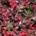 Кизильник гибридный Cotoneaster suecicus 'Coral Beauty - Кизильник гибридный Cotoneaster suecicus 'Coral Beauty