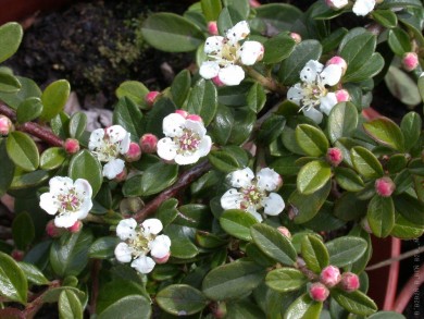 Кизильник гибридный Cotoneaster suecicus 'Coral Beauty - Кизильник гибридный Cotoneaster suecicus 'Coral Beauty