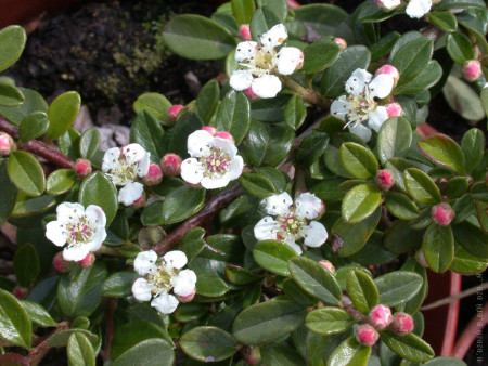 Кизильник гибридный Cotoneaster suecicus 'Coral Beauty
