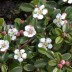 Кизильник гибридный Cotoneaster suecicus 'Coral Beauty - Кизильник гибридный Cotoneaster suecicus 'Coral Beauty