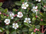 Кизильник гибридный Cotoneaster suecicus 'Coral Beauty