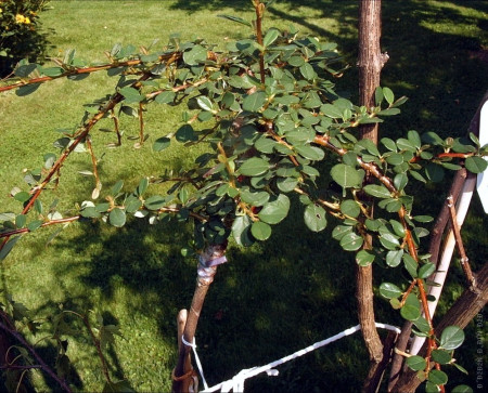 Кизильник гибридный Cotoneaster suecicus 'Coral Beauty