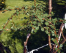 Кизильник гибридный Cotoneaster suecicus 'Coral Beauty