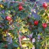 Кизильник гибридный Cotoneaster suecicus 'Coral Beauty - Кизильник гибридный Cotoneaster suecicus 'Coral Beauty