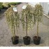 Кизильник гибридный Cotoneaster suecicus 'Coral Beauty - Кизильник гибридный Cotoneaster suecicus 'Coral Beauty