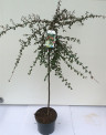 Кизильник гибридный Cotoneaster suecicus 'Coral Beauty