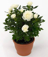 Роза Кордана белая Айс Джевел