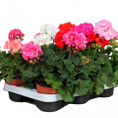 Герань  пеларгонгия комнатиная