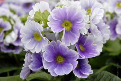 Примула обконика Primula obconica - Примула обконика Primula obconica