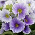 Примула обконика Primula obconica - Примула обконика Primula obconica