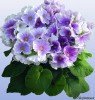 Примула обконика Primula obconica